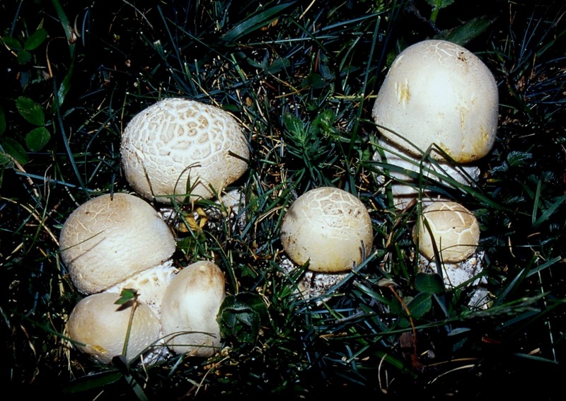 [semi-quiz] 29/05/2010 - Agaricus urinascens?